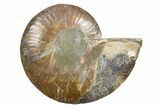 Cut & Polished Ammonite Fossil (Half) - Madagascar #345612-1